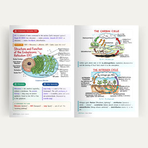 NCERT Kaksha handwritten notes — asli sample page 2, colour-coded highlights ke saath